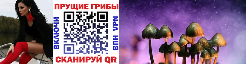 Псилоцибиновые грибы Psilocybe  наркота  Кашира 